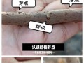 冬梅花修剪的技巧与方法（打造美丽冬季花园的必备知识）