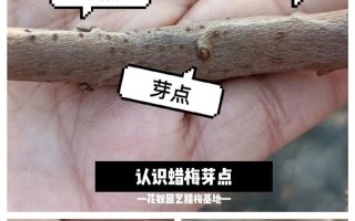 冬梅花修剪的技巧与方法（打造美丽冬季花园的必备知识）