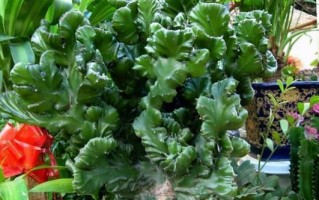 霸王花有毒吗？——室内养护全指南（它到底能不能放在家里？如何正确护理？一文全解答）