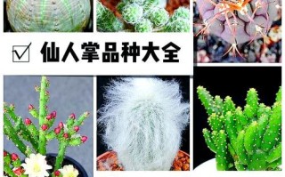 多肉仙人掌的种植技巧和注意事项（掌握这些关键步骤，让你的多肉仙人掌茁壮成长）