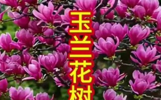 南方玉兰花盆栽的养护技巧（打造美丽花园的关键是细心呵护）
