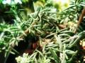 迷迭香开花时间及花期特点（探寻迷迭香花期，了解花期特点）
