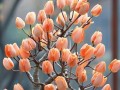 以郁金香盆栽的养殖技巧（培养出美丽绚丽的郁金香花园）
