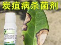 茶花病的救治之道（保护茶花，预防与治疗茶花病的关键方法）