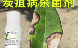茶花病的救治之道（保护茶花，预防与治疗茶花病的关键方法）