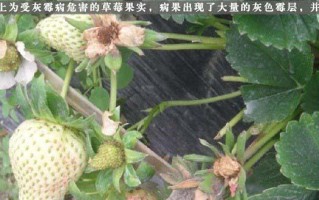 草莓病虫害防治方法与技术措施（保护草莓，从病虫害防治开始）