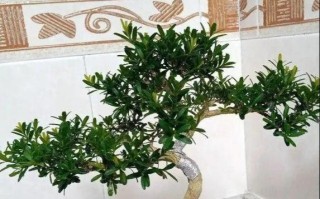 能否用阿司匹林浇茶花？（阿司匹林浇水对茶花的影响及注意事项）