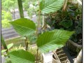 垂盆草过长的处理方法（挤压生长、修剪控制和调整环境是关键）