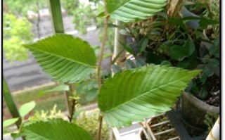 垂盆草过长的处理方法（挤压生长、修剪控制和调整环境是关键）