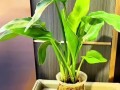 以水养植物的营养补充方法（解决植物生长中的营养需求问题）