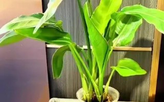 以水养植物的营养补充方法（解决植物生长中的营养需求问题）