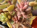 掌握多肉黄丽养肥的秘诀（打造肥美多肉黄丽的养殖技巧与经验分享）