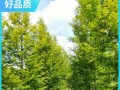 水杉树不是落叶植物（揭开水杉树落叶的神秘面纱）