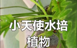 春羽水培养殖方法详解（快速掌握春羽水培的技巧与要点，打造绿意盎然的水培花园）