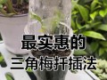 三角梅的扦插方法与技巧（从挑选插条到栽培护理，掌握三角梅扦插的关键步骤）