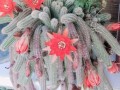 探秘仙人棒的种植技巧（种植仙人棒，打造独特家居空间）