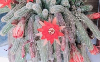 探秘仙人棒的种植技巧（种植仙人棒，打造独特家居空间）