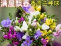 小苍兰的养殖技巧和注意事项（打造优美花园，从小苍兰养殖开始）