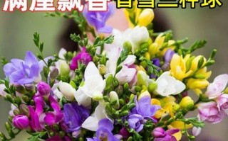 小苍兰的养殖技巧和注意事项（打造优美花园，从小苍兰养殖开始）