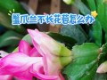 蟹爪兰不旺盛的原因与解决方法（打造蟹爪兰的繁茂生长，关键在于......）