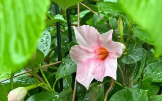 打造繁花似锦的美丽盆景——以飘香藤怎么养（通过科学方法让飘香藤生机盎然、花香四溢）