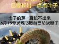榴莲的生长环境（从气候到土壤，探寻榴莲的生长秘密）
