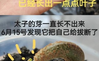 榴莲的生长环境（从气候到土壤，探寻榴莲的生长秘密）