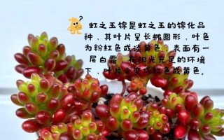 虹之玉的种植技巧——打造多肉植物的瑰丽之作（如何种植虹之玉，让你的多肉植物焕发绚丽光彩）
