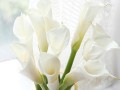 如何正确养护鲜切花马蹄莲（技巧、方法、注意事项等全方位指南）