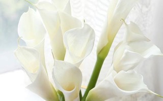 如何正确养护鲜切花马蹄莲（技巧、方法、注意事项等全方位指南）