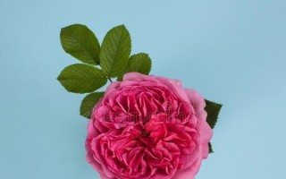 肯特公主月季的优缺点（一款值得入手的高级月季花品种）