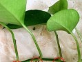 解决绿萝水栽根烂问题的有效方法（探索绿萝水栽根烂原因及治疗方案）