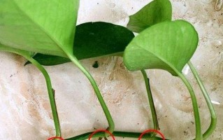 解决绿萝水栽根烂问题的有效方法（探索绿萝水栽根烂原因及治疗方案）