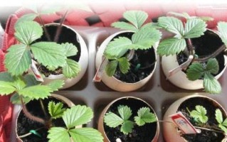 板栗壳做花肥的方法（从废弃物到有机肥料，让花草茂盛生长）