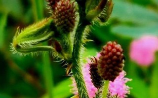 含羞草的施肥养护指南（打造美丽含羞草花园，让心灵自由绽放）