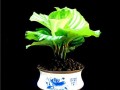 青苹果盆栽的移栽技巧（打造健康苹果树，从正确移栽开始）