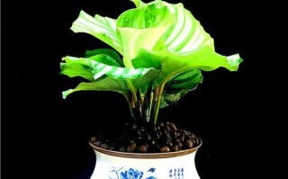 青苹果盆栽的移栽技巧（打造健康苹果树，从正确移栽开始）