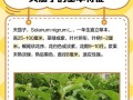 龙葵的种植全攻略（种植月份、育苗技巧、生长期、注意事项等）