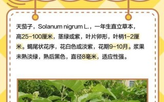 龙葵的种植全攻略（种植月份、育苗技巧、生长期、注意事项等）