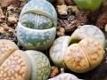 以石生花怎么养殖——打造居家花园的独特之选（掌握养殖技巧，让石生花焕发鲜活生命力）