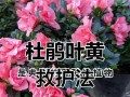 如何拯救枯萎的花朵（用科学方法使花恢复活力）