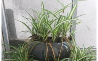 如何浇水让吊兰叶子更绿更旺盛？（吊兰浇水注意事项、浇水时间、用水质量、浇水技巧、浇水频率）