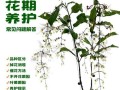 如何应对双色茉莉掉叶子问题（营养、水分、病虫害多方面着手，拯救双色茉莉）