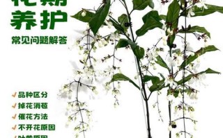 如何应对双色茉莉掉叶子问题（营养、水分、病虫害多方面着手，拯救双色茉莉）