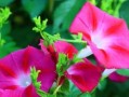 牵牛花的种植与栽培（从栽种时间到土壤管理，教你轻松打造绚丽牵牛花）