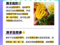 冬天如何养护金佛手，让其健康茁壮成长（金佛手冬季养护的注意事项与技巧）