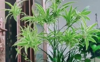 如何让金边吊兰茁壮成长？（掌握浇水技巧，让金边吊兰生机盎然）