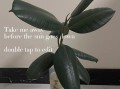 如何养护橡皮树，打造绿色阳光空间（喜欢阳光的橡皮树养护指南）