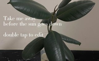如何养护橡皮树，打造绿色阳光空间（喜欢阳光的橡皮树养护指南）
