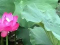 荷花的叶子生长过程（荷花叶子的形态与发展及其关键因素）